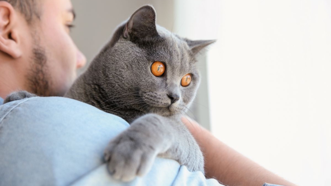 24%-dos-condominios-no-brasil-tem-pets,-mas-menos-de-1%-possuem-areas-para-animais